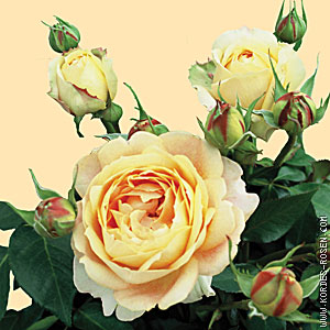Schnittblume Rose Caramel Antike Freelander bei Gartenbau Grtnerei Stoll in Karlsruhe Durlach