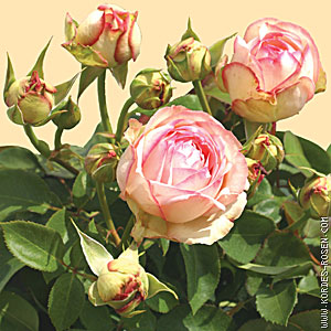 Schnittblume Rose Lovely Antike Freelander bei Gartenbau Grtnerei Stoll in Karlsruhe Durlach